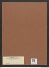 Diatomeae indet. (de-Toni-Nr.: Species 3082) Zeichnungen Sammlung Grunow Mappe 03310 (Herbarium_W_Grunow_drawings_Folder_03310)